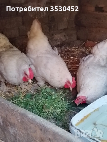 Продавам джинки, снимка 2 - Кокошки и пуйки - 54308892