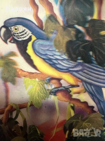 Стерео картичка с папагал от 1989 г, снимка 2 - Колекции - 49419825
