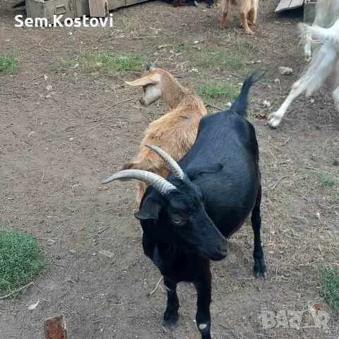Продавам 3 кози и 1 яре, снимка 2 - Кози - 55845112