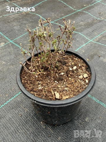 Маточина  , мащерка