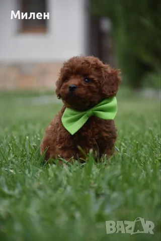 Той пудел Toy poodle, снимка 10 - Пудели - 55006000