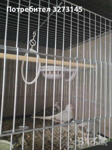 Диамантени гугутки , снимка 3 - Други животни - 54283852