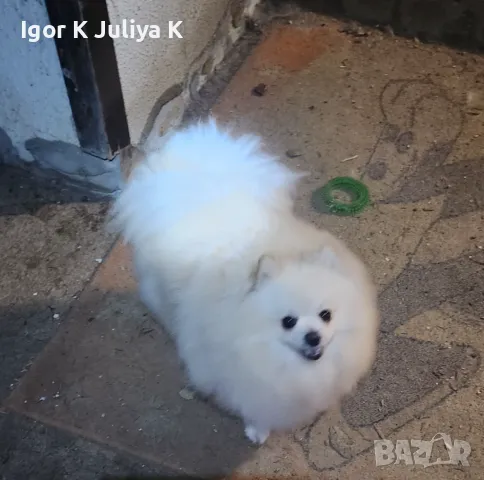 Померан е фантастично красив.