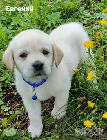 Чистокръвни лабрадори, снимка 1