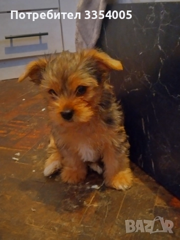 Мъжко йорки цена за Днес 