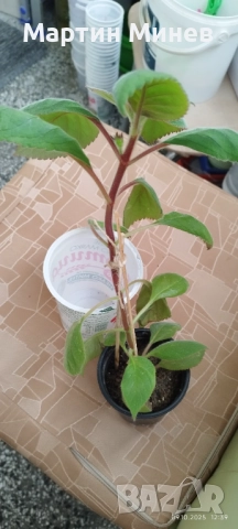 Kohleria amabilis, снимка 4 - Стайни растения - 51996694