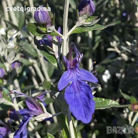 Teucrium fruticans (Теукриум), снимка 2 - Градински цветя и растения - 39789285