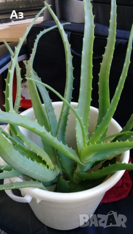 продавам цветя Алое лечебно, снимка 7 - Стайни растения - 52135889