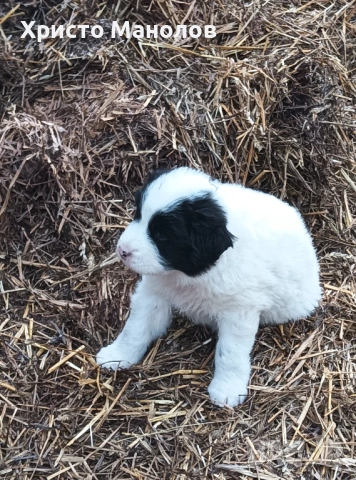 Каракачанско овчарско куче, снимка 16 - Каракачанска овчарка - 53652411