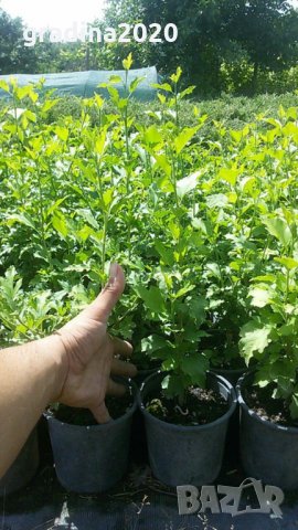 Хибискус -Градински Студоустойчив, снимка 3 - Градински цветя и растения - 27343265