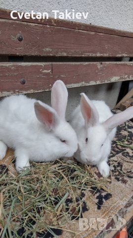 Холандски зайци, зайци Веселина и кръстоска, снимка 5 - Други - 30876894