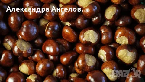ПРЕСНИ ДИВИ КЕСТЕНИ ЗА ПРОИЗВОДСТВО НА ЛЕЧЕБНИ МЕХЛЕМИ, ТИНТУРИ И КОЗМЕТИКА