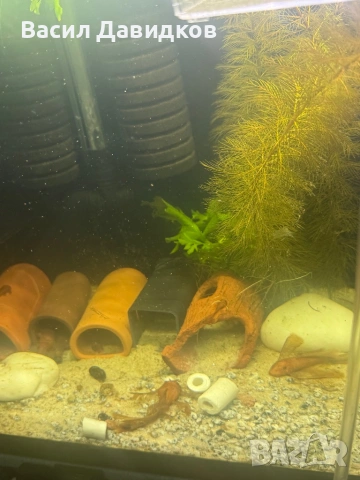 Анциструс L144 червен воал 