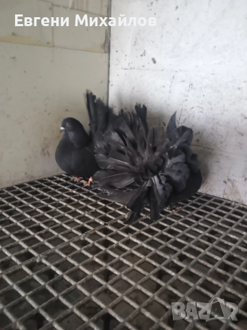 Фенерлии , снимка 3 - Гълъби - 52909916