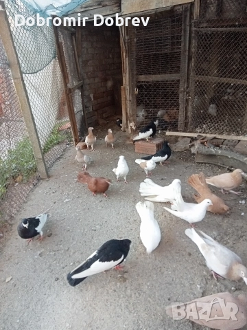 Гълаби , снимка 3 - Гълъби - 52928655