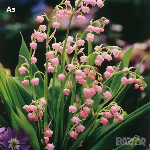 Продавам цветя Момина сълза, бяла и розова (гъсти съцветия) – разсад, снимка 8 - Разсади - 39640258