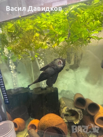 Анциструс L144 червен воал , снимка 12 - Рибки - 44500989