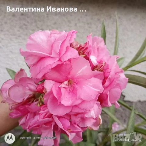 комплект 4бр зокуми ПОДАРЪК палма 