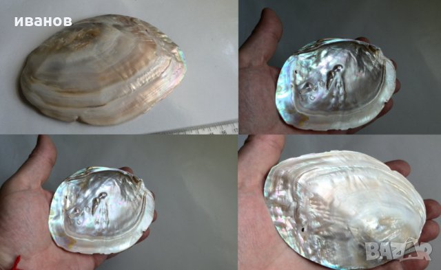 огромна мида с перли, снимка 4 - Колекции - 30057629