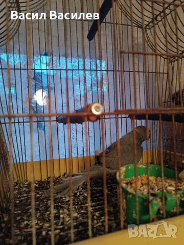 Продавам малък Александър , снимка 4 - Папагали - 53890017