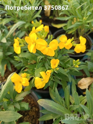 💚🩷💚 Шибой - Sugar Rush Mix, снимка 9 - Градински цветя и растения - 52084869