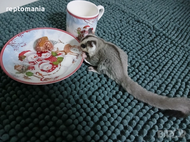 Захарна катеричка летяща торбеста катерица