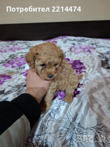 МИНИ ПУДЕЛЧЕ, снимка 10 - Пудели - 53099688