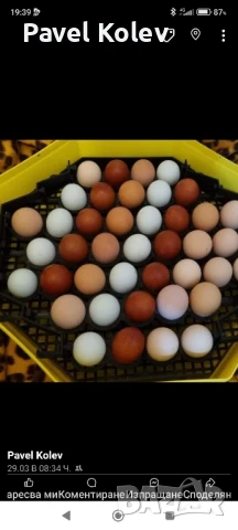 продава инкубатори автоматични полуавтоматични ръчни, снимка 1