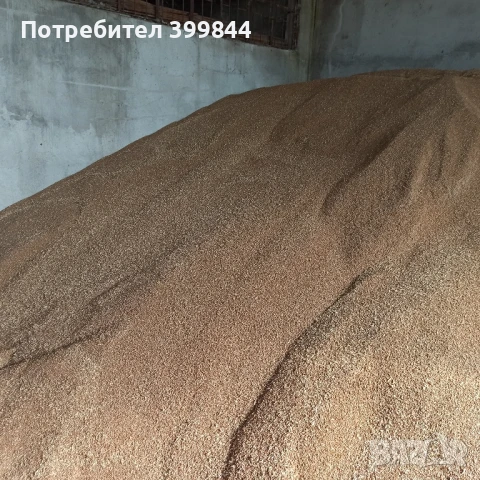 пшеница -жито 2025