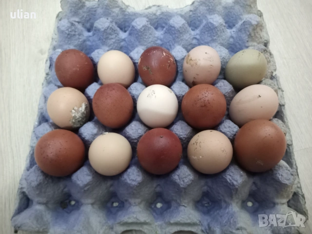 Яйца за люпене от черен мед маран, снимка 2 - Кокошки и пуйки - 54322715