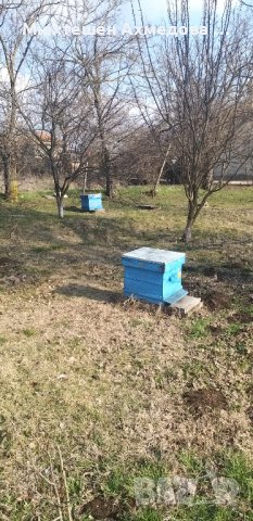 Пчелни кошери , снимка 1 - За пчели - 39898725