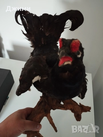 красив мъжки тетрев, снимка 4 - Антикварни и старинни предмети - 54245698