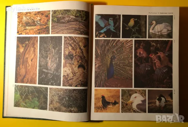 Стара Книга от Поредицата Живота на Животните/ Птиците том 6