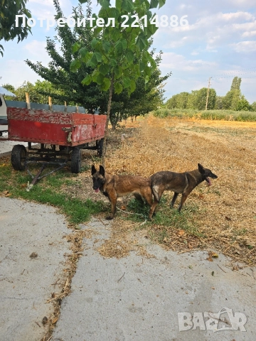 Белгийски овчарки-Малиноа , снимка 16 - Други - 52341802