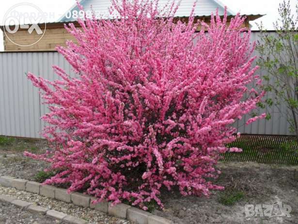 Японска Слива- Prunus triloba Студоустойчива, снимка 4 - Разсади - 38888036