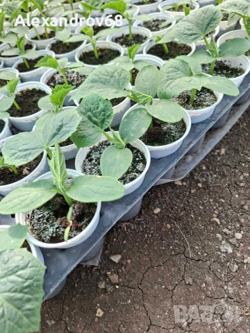 ТОП РАЗСАД на ТОП ЦЕНА от ПРОИЗВОДИТЕЛ, снимка 11 - Разсади - 54137204