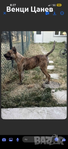 Преса канарио, снимка 6 - Други - 52809766