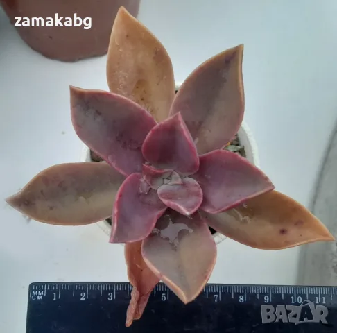 Граптоверия (Graptoveria X Fred Ives), сукулентно растение