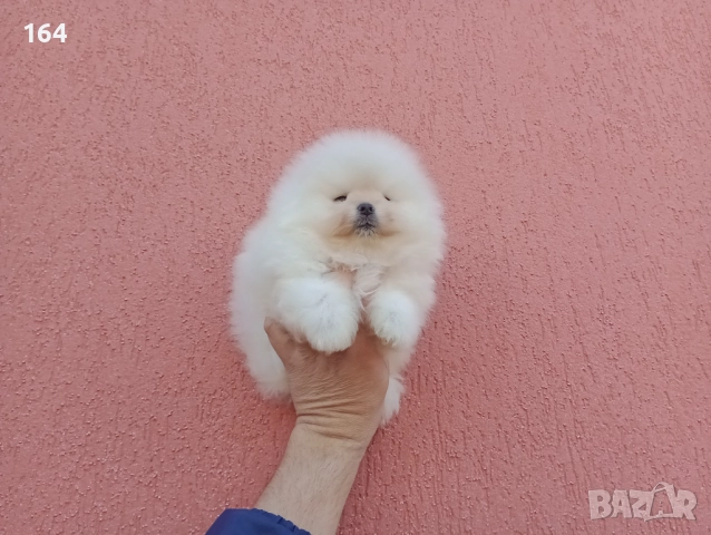 Бял мъжки Померан. Реални снимки!