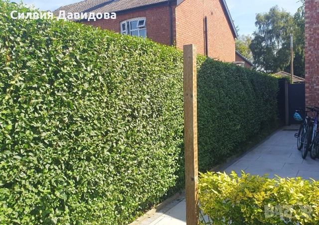 0.70лв. Лигуструм , снимка 10 - Други - 51886291