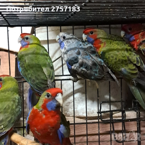 продавам пенатови розели 2025