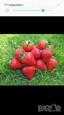 продавам разсад ягоди, снимка 7 - Сортови семена и луковици - 34210388