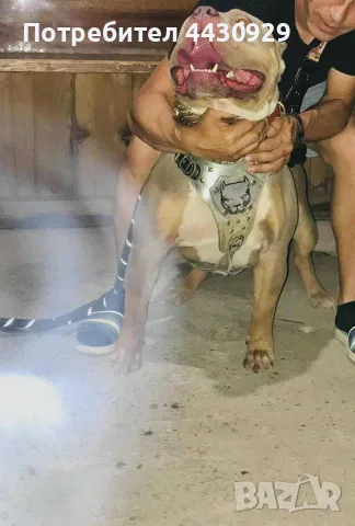 American Bully XL, снимка 10 - Американски стафордширски териер - 56317527