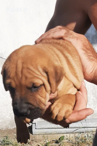 Куче Шар пей, снимка 3 - Шар пей - 51010254