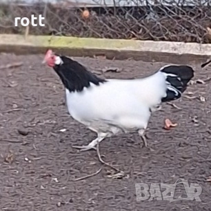 Петел и кокошка, снимка 2 - Кокошки и пуйки - 52817656