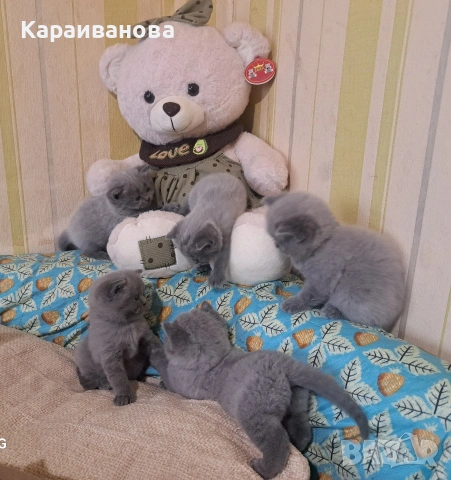 Британски сини колорпойнти , снимка 10 - Британска късокосместа - 53753333