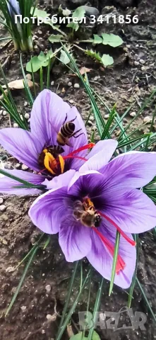 Шафран и шафранови луковици, снимка 1