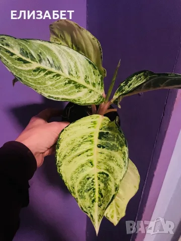 Aglaonema aglaonema