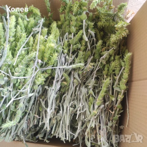  Продава Мурсалски (Пирински) чай- РЕКОЛТА 2025 г. плик  30 грама, снимка 5 - Домашни продукти - 32267899