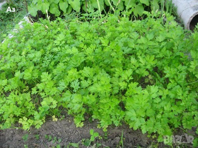 Продавам градински магданоз - семена, реколта 2025 г., снимка 5 - Сортови семена и луковици - 34520721